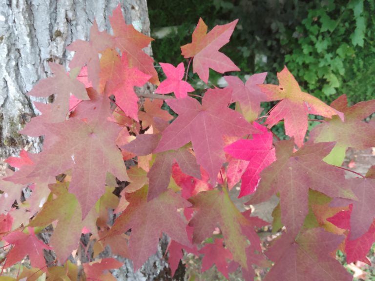 C'est l'automne (photo perso)