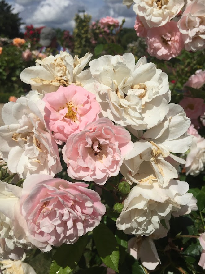 Détail d'une rose. Bagatelle 2021 (Photo Prigent) 